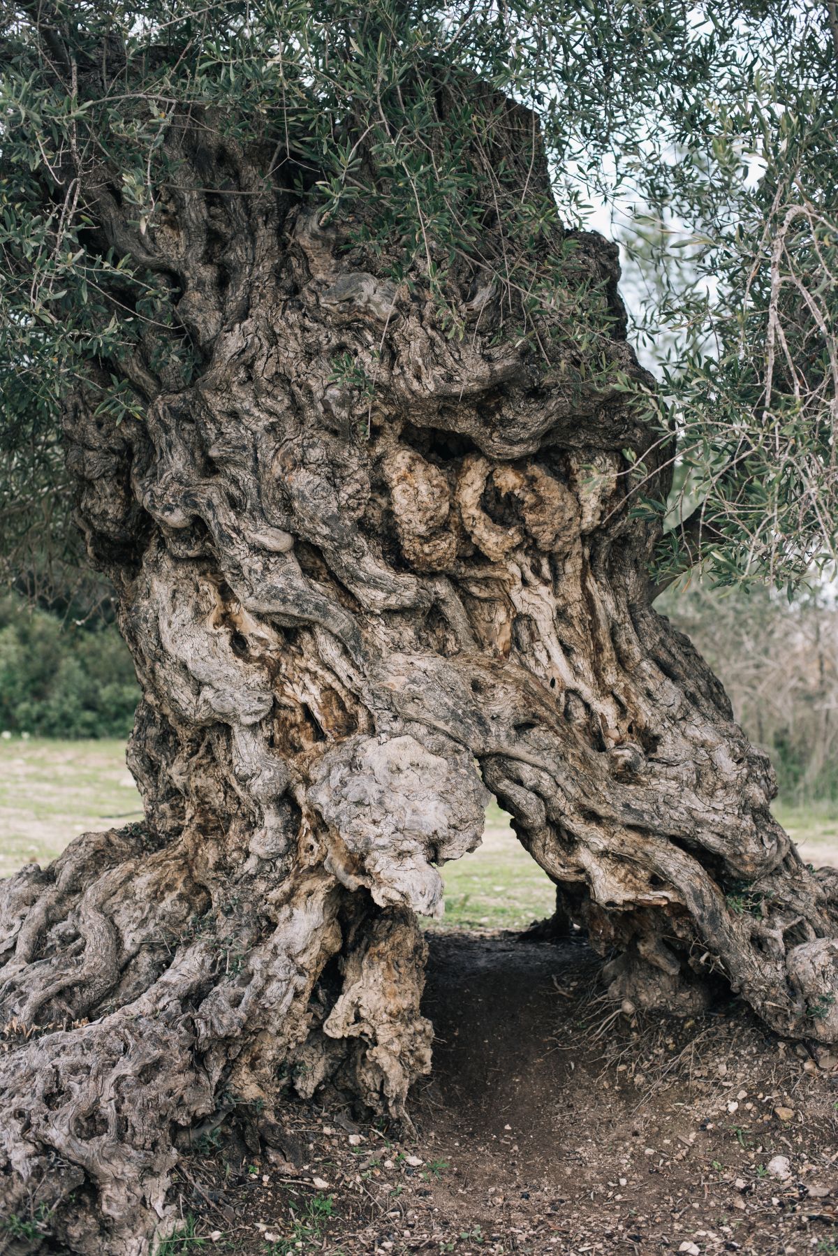vieux tronc d'arbre