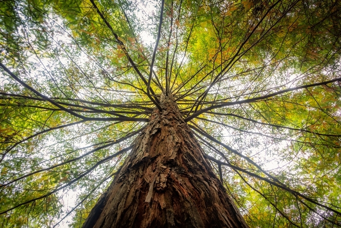 Vue d'un arbre en regardant le ciel