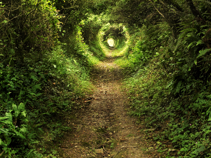 chemin dans une forêt