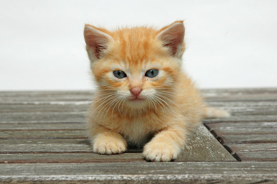 chaton